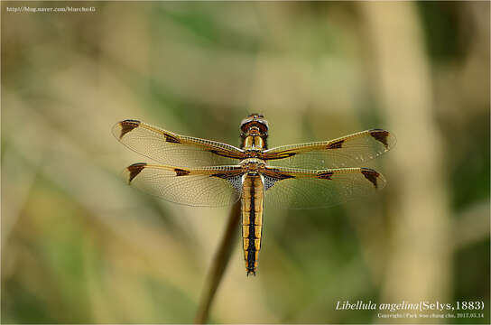 Image de Libellula angelina Selys 1883