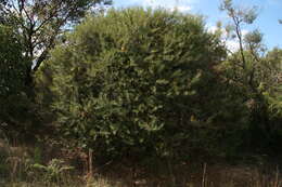 Imagem de Banksia marginata Cav.