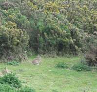 Image of Oryctolagus cuniculus cuniculus (Linnaeus 1758)