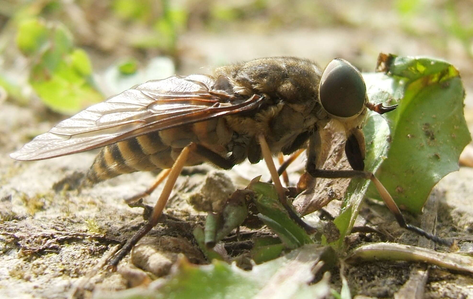 Image of dark giant horsefly