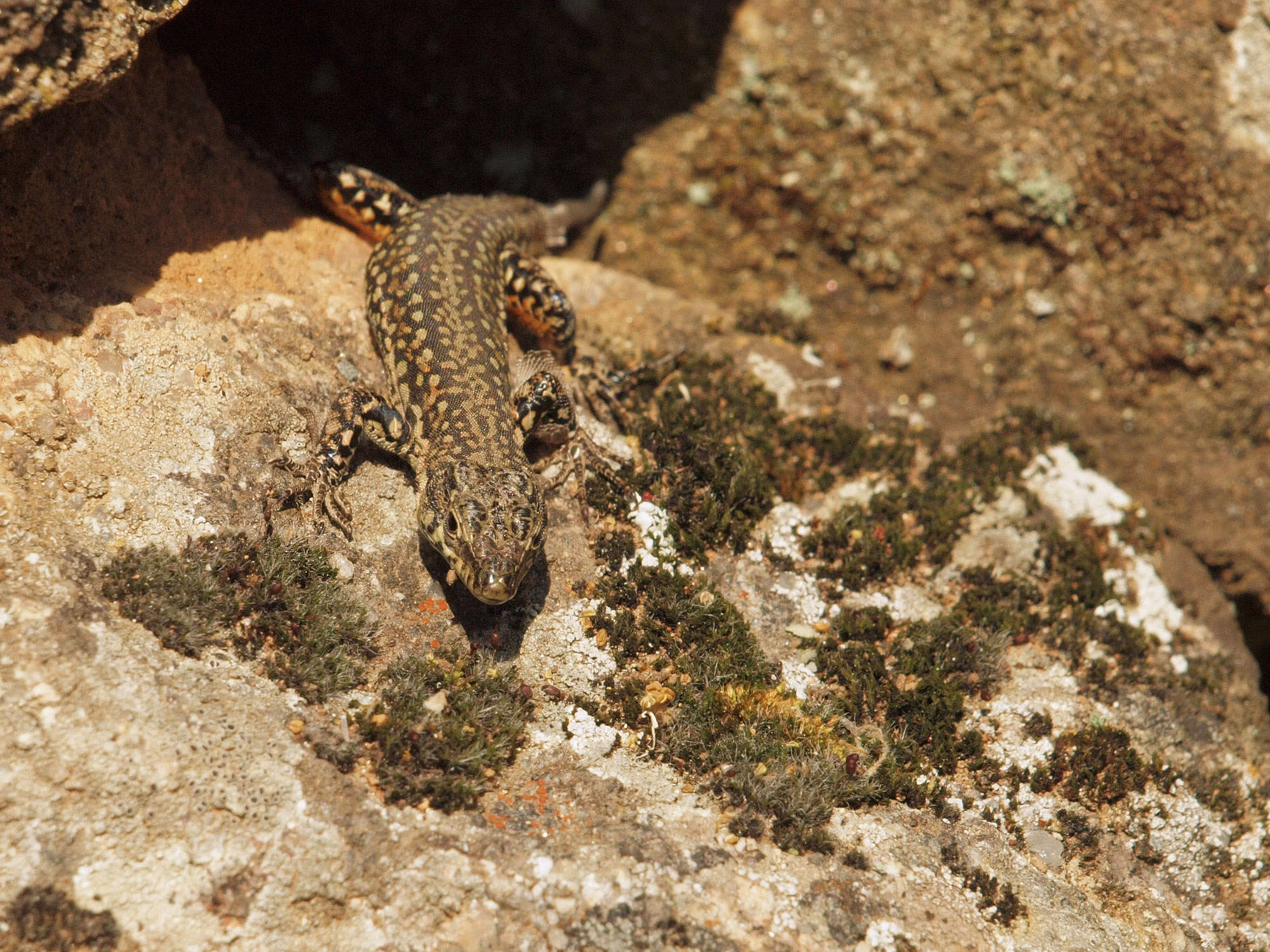 Image of Iberian Wall Lizard