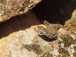 Image of Iberian Wall Lizard