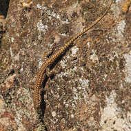 Image of Iberian Wall Lizard