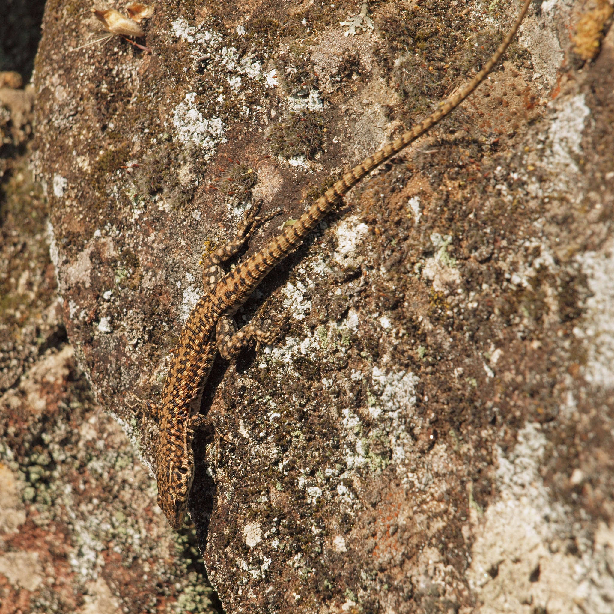 Image of Iberian Wall Lizard