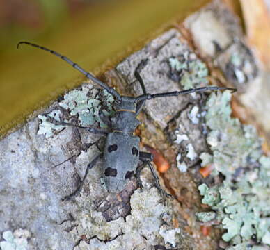 Image of Long-horned beetle