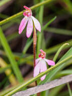 Image of Ornate pink fingers