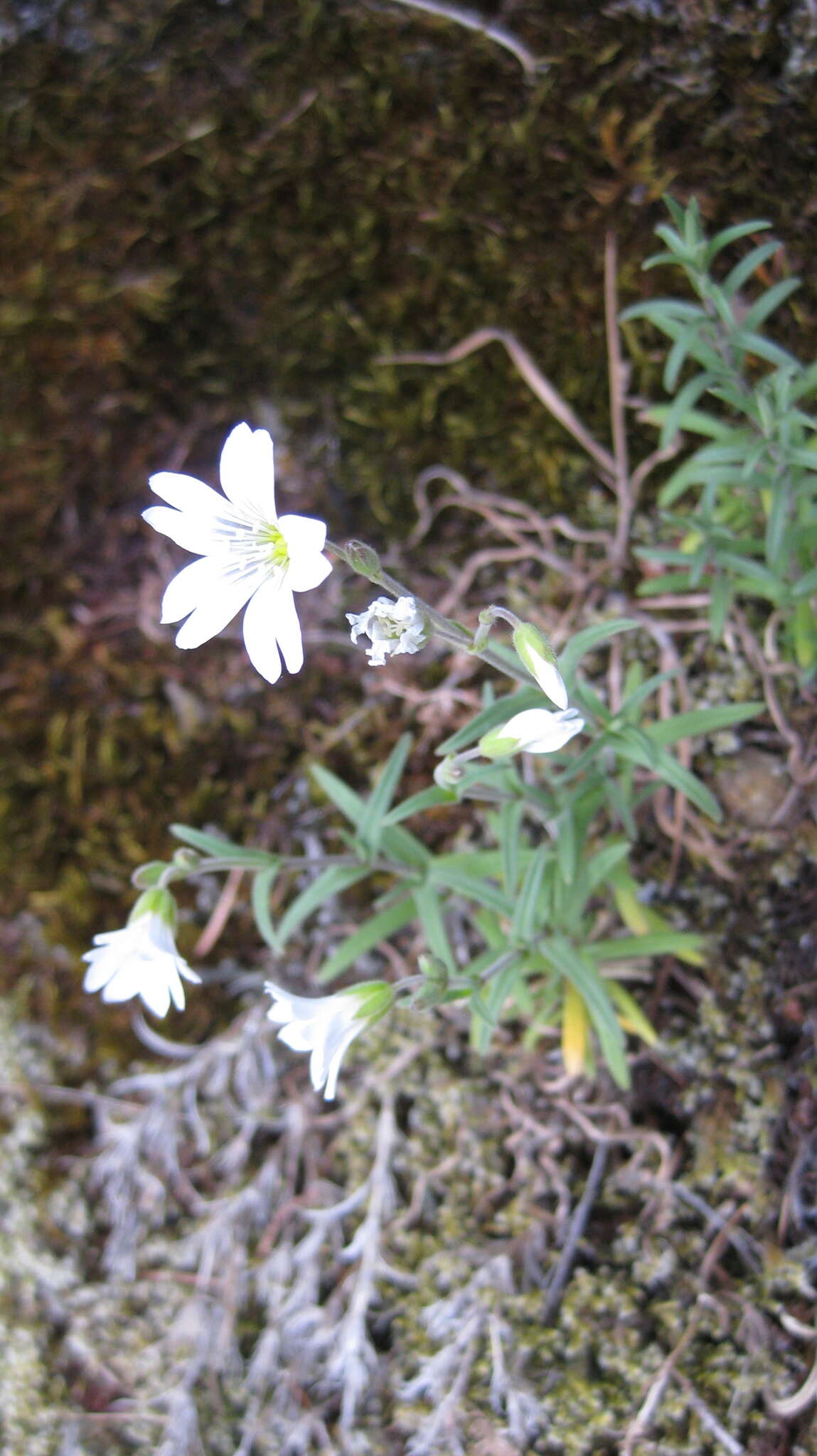 Plancia ëd Cerastium arvense L.