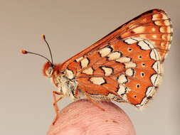 Image of Euphydryas aurinia