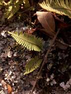 Image of plumed rockcap fern