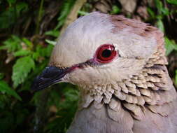 Image of White-faced Quail-Dove