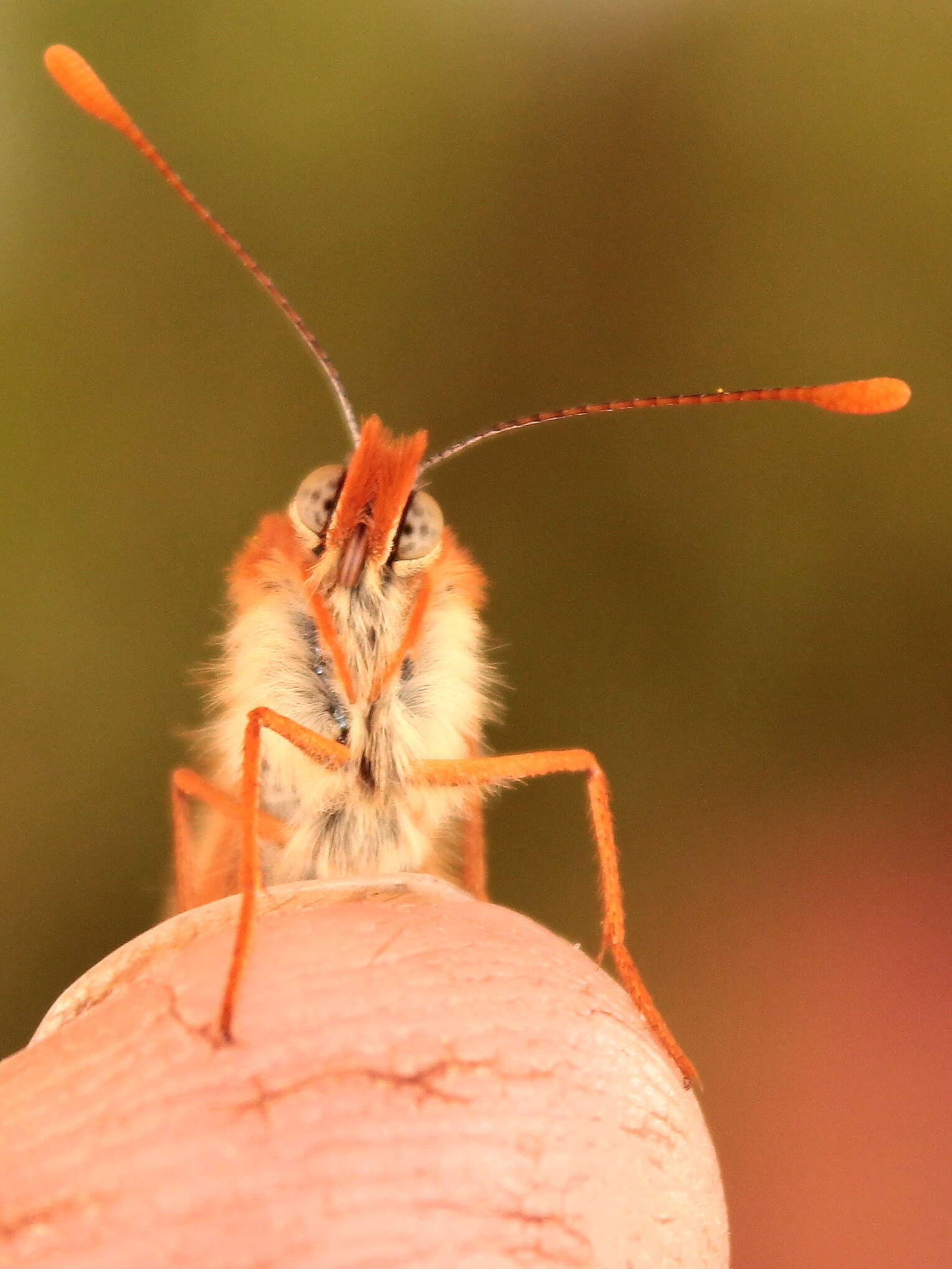 Plancia ëd Euphydryas aurinia