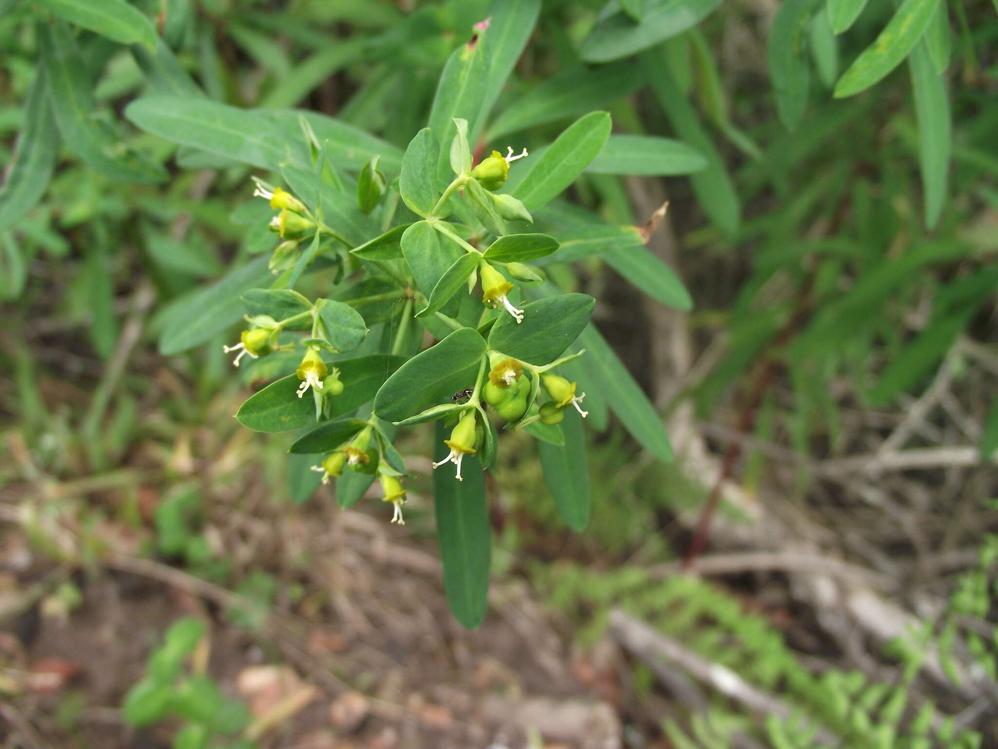 Image of Euphorbia kraussiana Bernh. ex C. Krauss