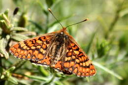 Image of Euphydryas aurinia