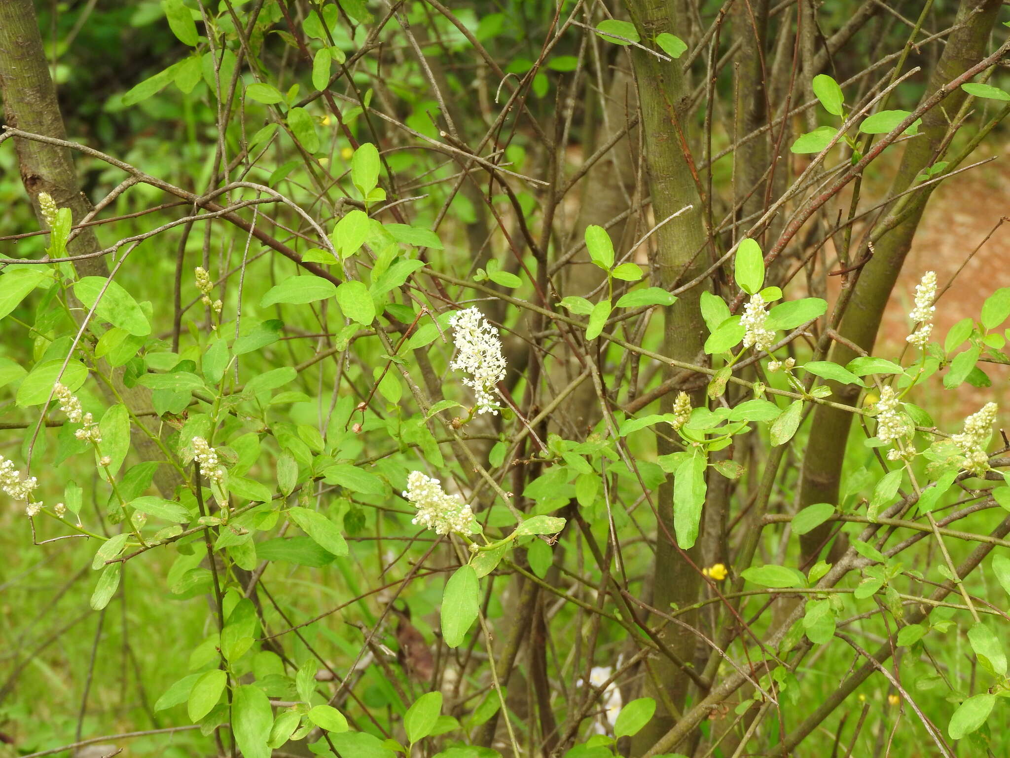 Image of Ceanothus integerrimus Hook. & Arn.