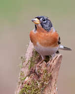 Imagem de Fringilla montifringilla Linnaeus 1758