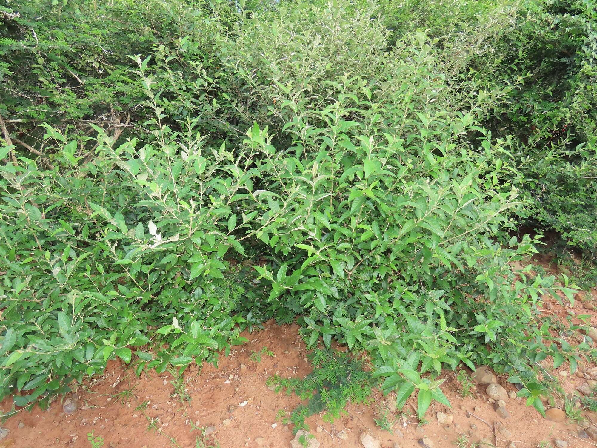 Image of Rough-leaved croton