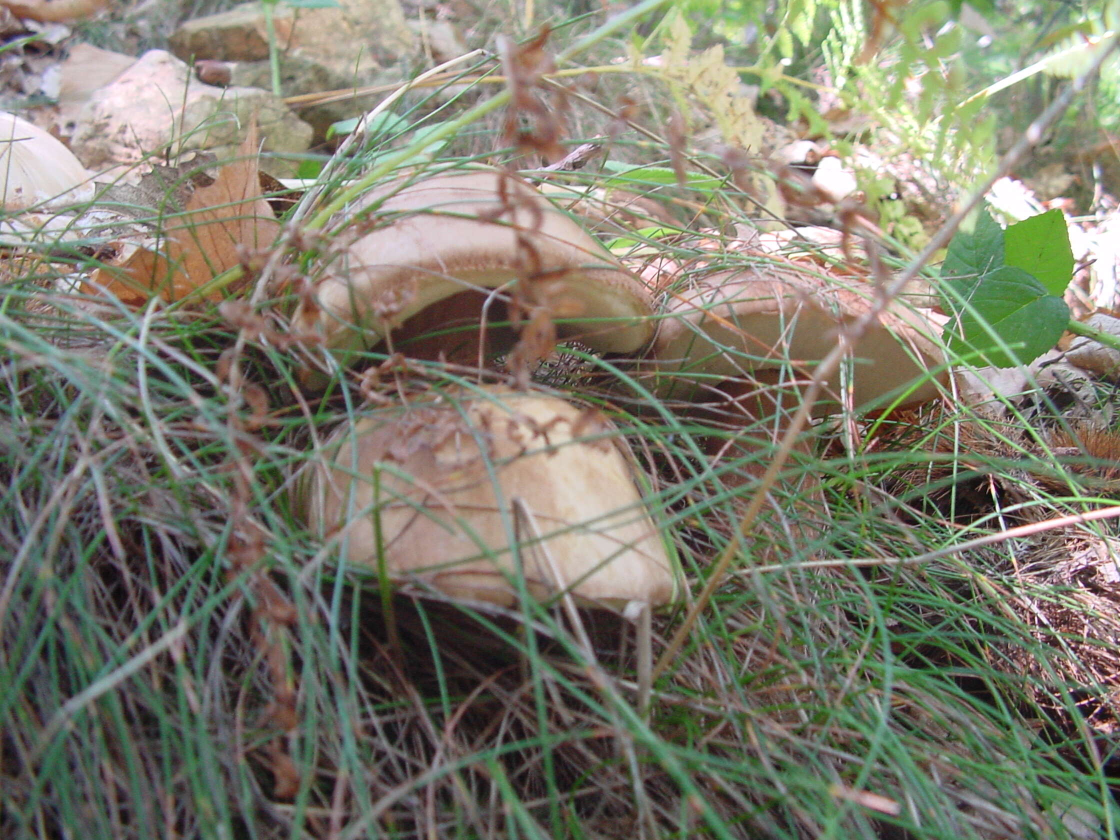 Image of Gyroporaceae