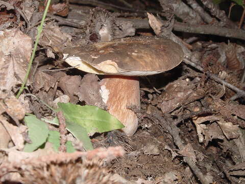 Image of Boletus aereus Bull. 1789