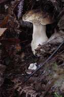 Image of Boletus aereus Bull. 1789