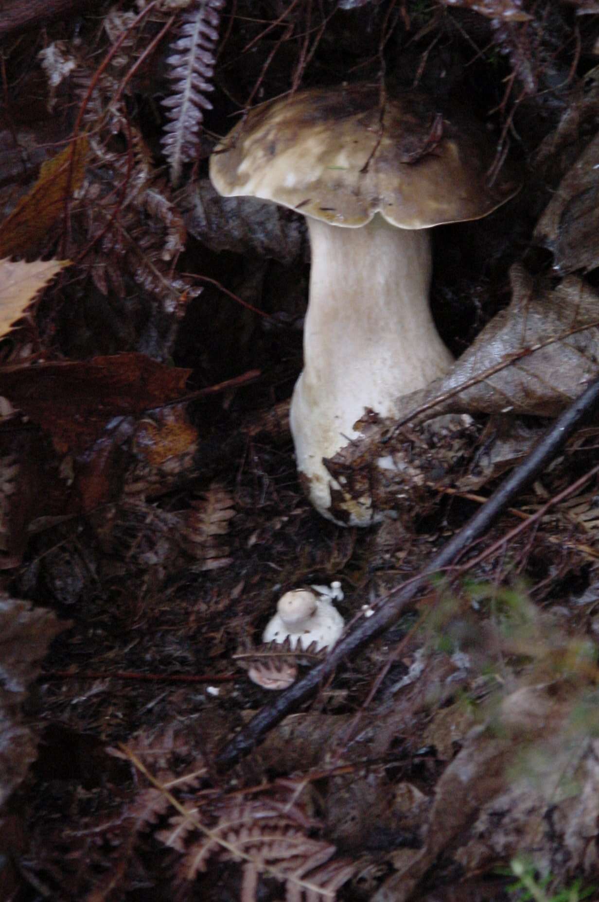 Image of Boletus aereus Bull. 1789