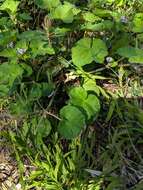 Слика од Pelargonium australe (Poir.) Jacq.