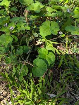 Слика од Pelargonium australe (Poir.) Jacq.