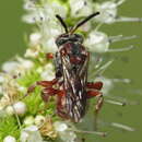 Image of Pasites maculatus Jurine 1807