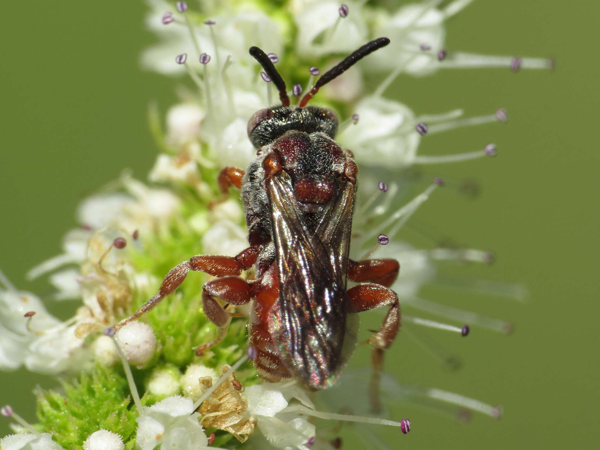 Image of Pasites maculatus Jurine 1807