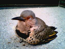 Image of Northern Flicker