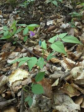 Lathyrus vernus (L.) Bernh. resmi