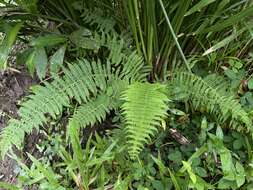 Image of Balbis' Maiden Fern