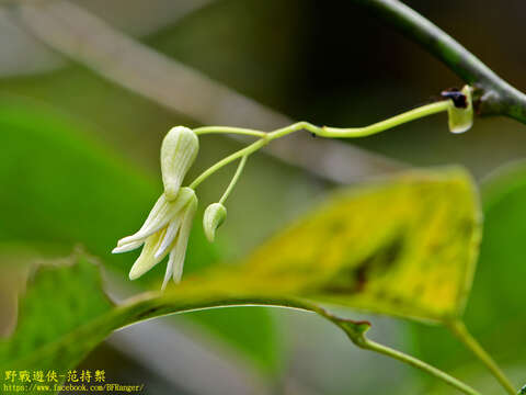 Imagem de Stauntonia obovatifoliola Hayata