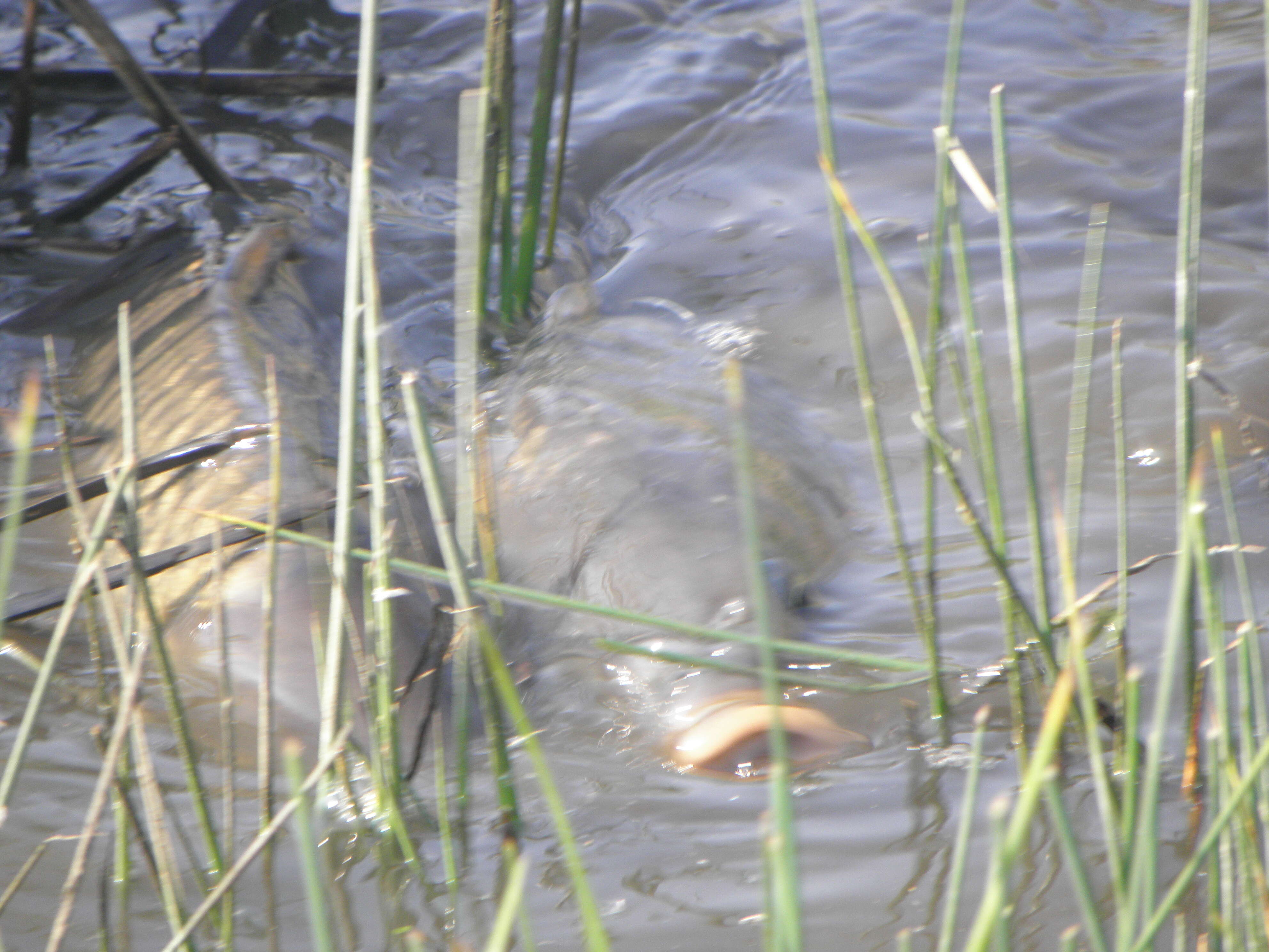 Image of common carp, carp