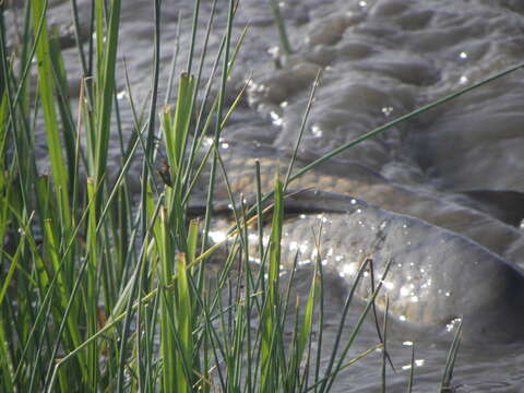 Image of common carp, carp