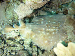 Image of Leopard Torpedo