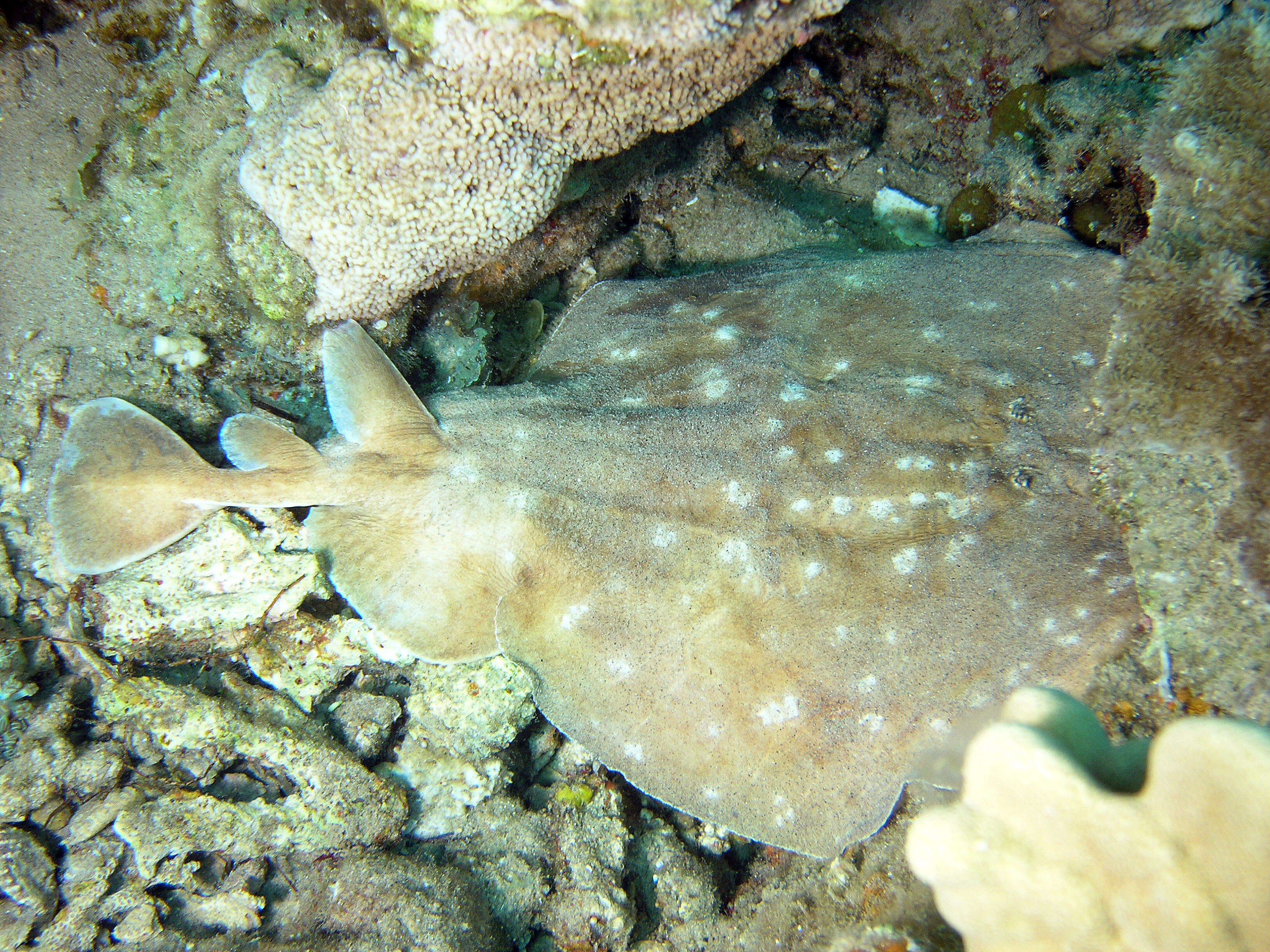 Image of Leopard Torpedo