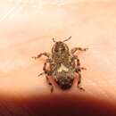 Image of Cardio Weevil