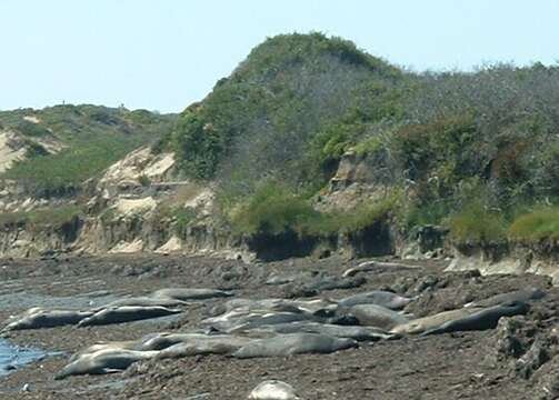 Image of Northern Elephant Seal