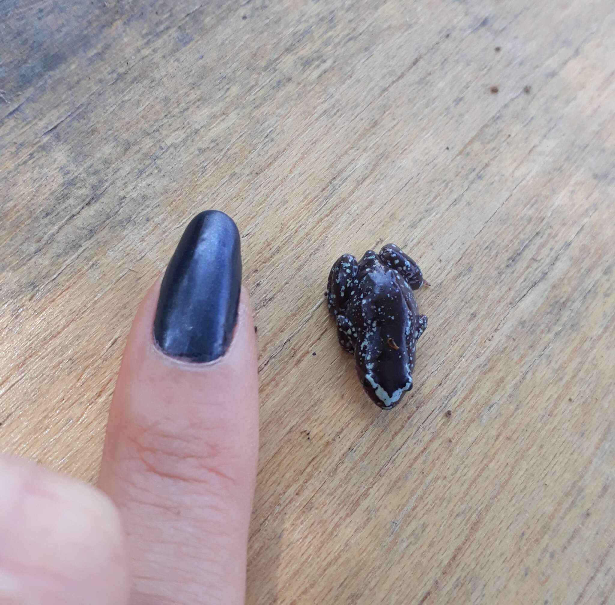 Image of white-spotted humming frog