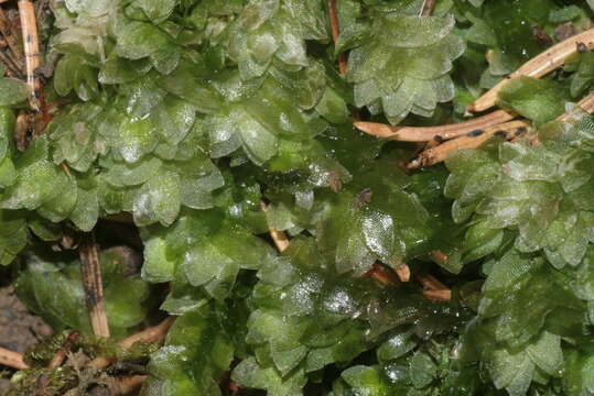 Image of hookeria moss