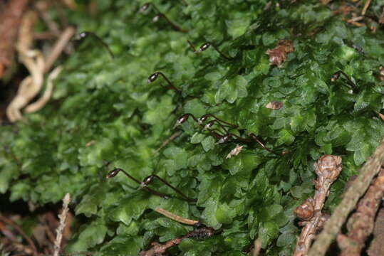 Image of hookeria moss