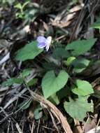 Image of Viola shinchikuensis Yamam.