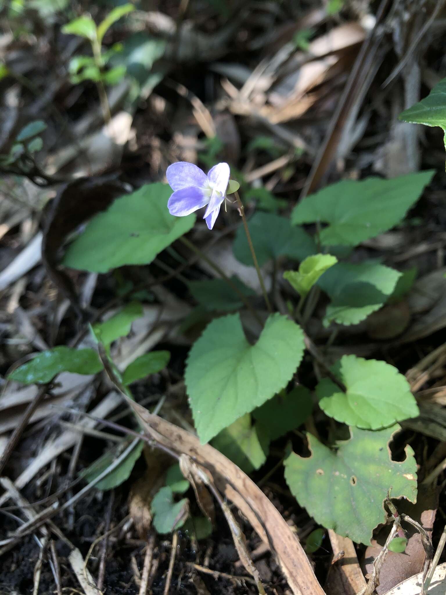 Image of Viola shinchikuensis Yamam.