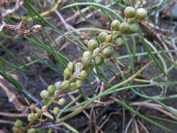 Image of three-rib arrowgrass