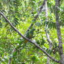 Image of Cloven-feathered Dove