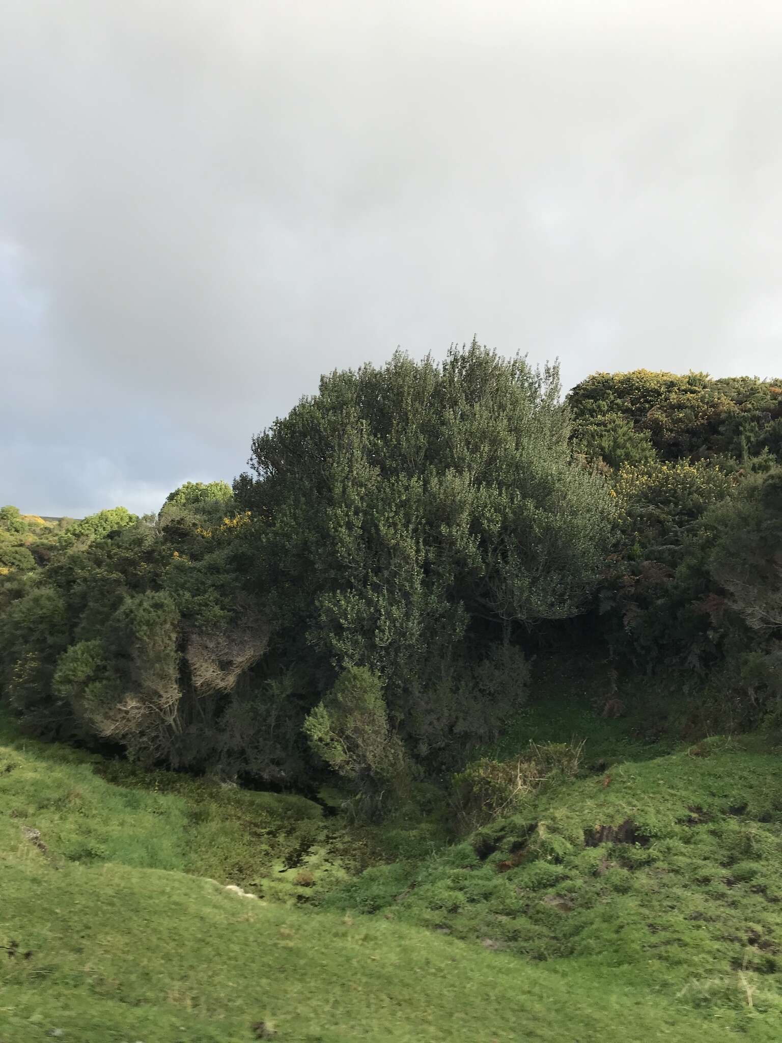 Image of <i>Olearia traversiorum</i>