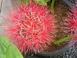 Image of Katherine Blood-lily