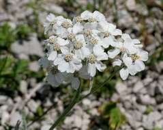 Achillea clavennae L. resmi