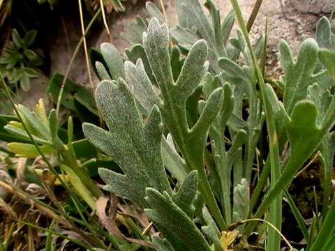 Image of Achillea clavennae L.