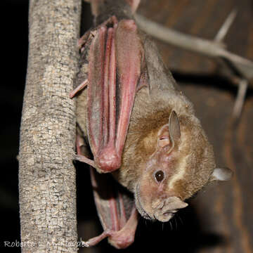 Image of Flat-faced Fruit-eating Bat